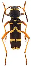 Wasp beetle Clytus arietis is a Batesian mimic of wasps.