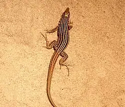 A small brown lizard with yellow stripes standing on a tan substrate.