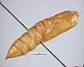 Pupa