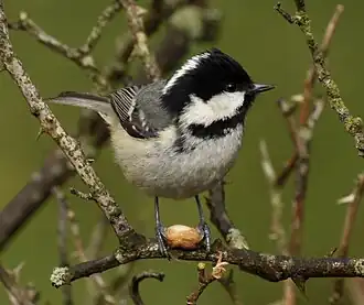 Adult British coal tit, P. a. britannicus (note greenish-grey back)