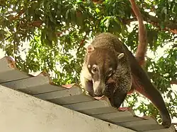 A coati