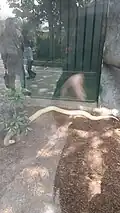 Albino Monocled cobra