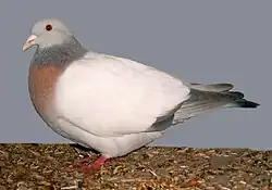 Coburg Lark