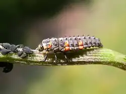 C. septempunctata larva eating aphids in Belgium