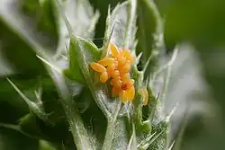 C. septempunctata eggs
