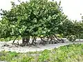Seagrape tree in Cuba