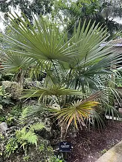 Coccothrinax miraguama