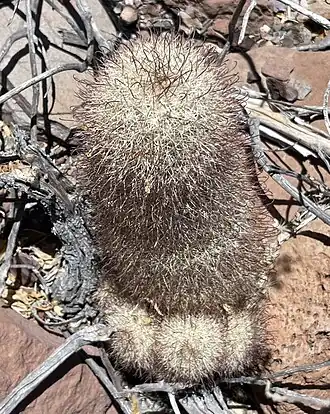 Habitat in Isla Ángel de la Guarda, Mexicali, Baja California,