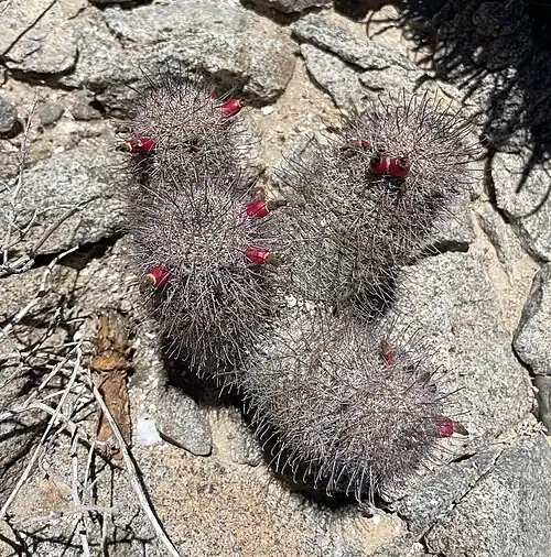 Plant fruiting in habitat in Isla Llave, Baja California, Mexico