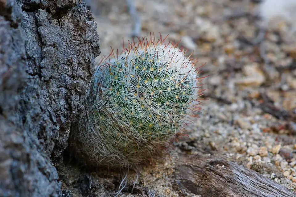 Habitat in Pima County, Arizona