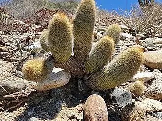 Plant growing in habitat