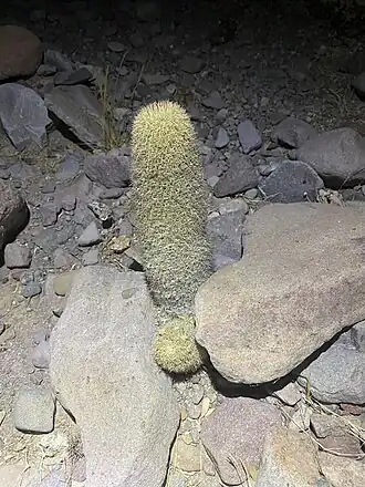 Plant growing in habitat in Isla San Esteban