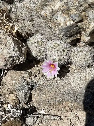 Habitat in El Pescador, Baja California, Mexico