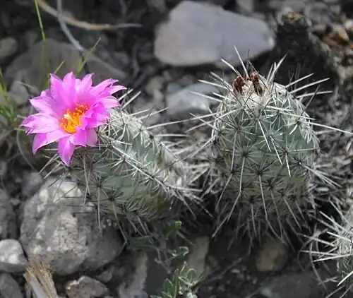 Blooming plant in San Luis Potosí