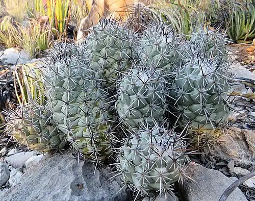 Plant growing in San Luis Potosí