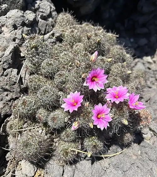 Plant blooming in San Ignacio, Sinaloa