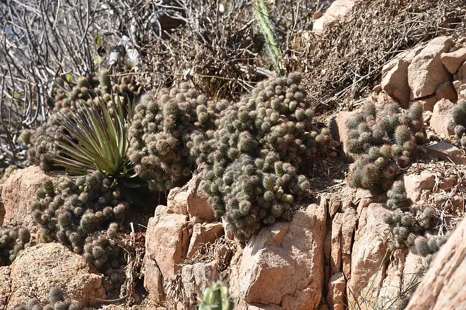 Habitat in San Mateo, Jalisco, Mexico