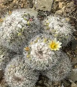Plants blooming in habitat