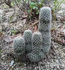 Plant growing in habitat near Agua de San Antonio