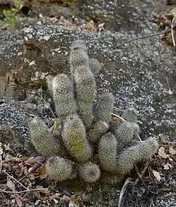 Plant growing in limestone habitat in San Dionisio, Baja California Sur, Mexico