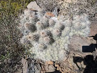 Habitat in San Gregorio, Baja California, Mexico