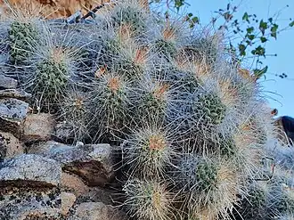 Habitat in Los Crestones, Baja California Sur, Mexico