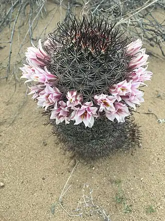 Plant blooming in Caborca, Sonora, Mexico