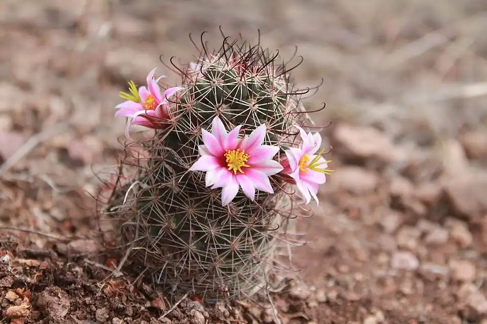 Plant blooming in Zona de Granjas, Sonora, Mexico