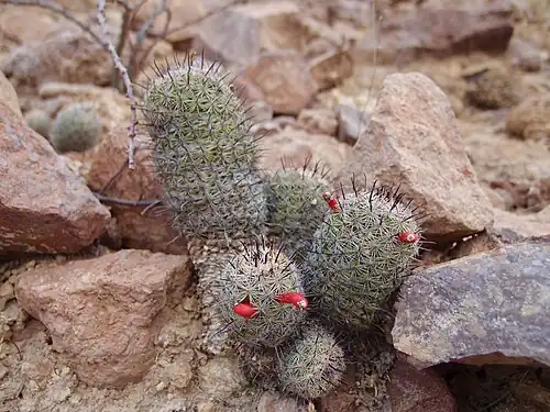 Plant fruiting in San Carlos Nuevo Guaymas, Sonora, Mexico