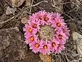 Flower of Cochemiea tetrancistra
