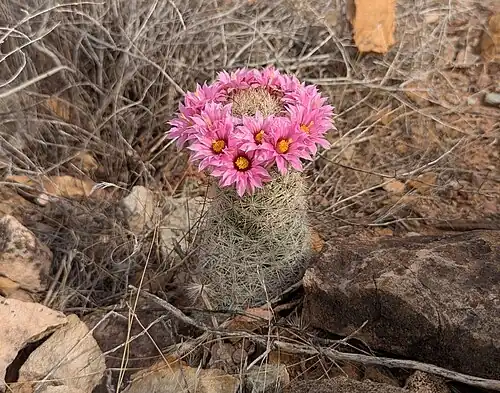 Plant blooming in habitat in Washington, Utah