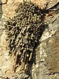 Plant growing in habitat in Presa El Comedero, Sinaloa, Mexico