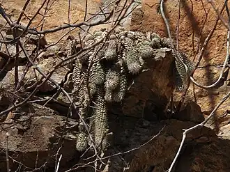 Plant growing in habitat in Cosalá, Sinaloa, Mexico