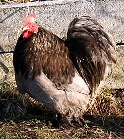 Blue cock