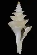 Cochlespira elegans
