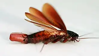 Female Validiblatta fuliginosa with ootheca