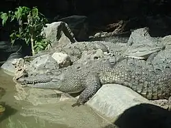Morelet's crocodile
