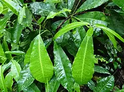 A small green shrub in a forest