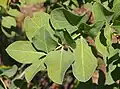 Foliage
