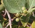 Fruit