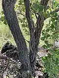 Trunk & bark