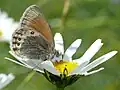 Coenonympha gardetta