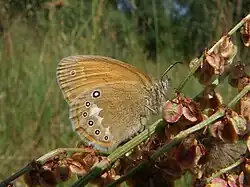 Coenonympha glycerion