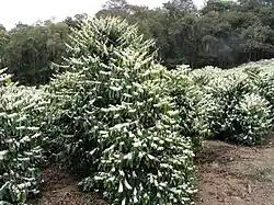 Flowering coffee tree