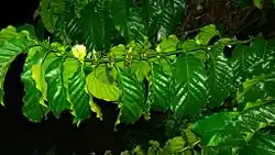 C. robusta flowers
