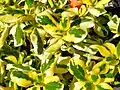 'Coffee Cream' - a garden variety