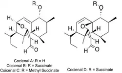 Coicenal Family