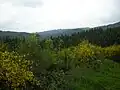 Common broom, Col de Saales.
