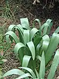 Leaf in the late spring