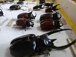 Beetle specimens at Coleoptera Section, Kolkata